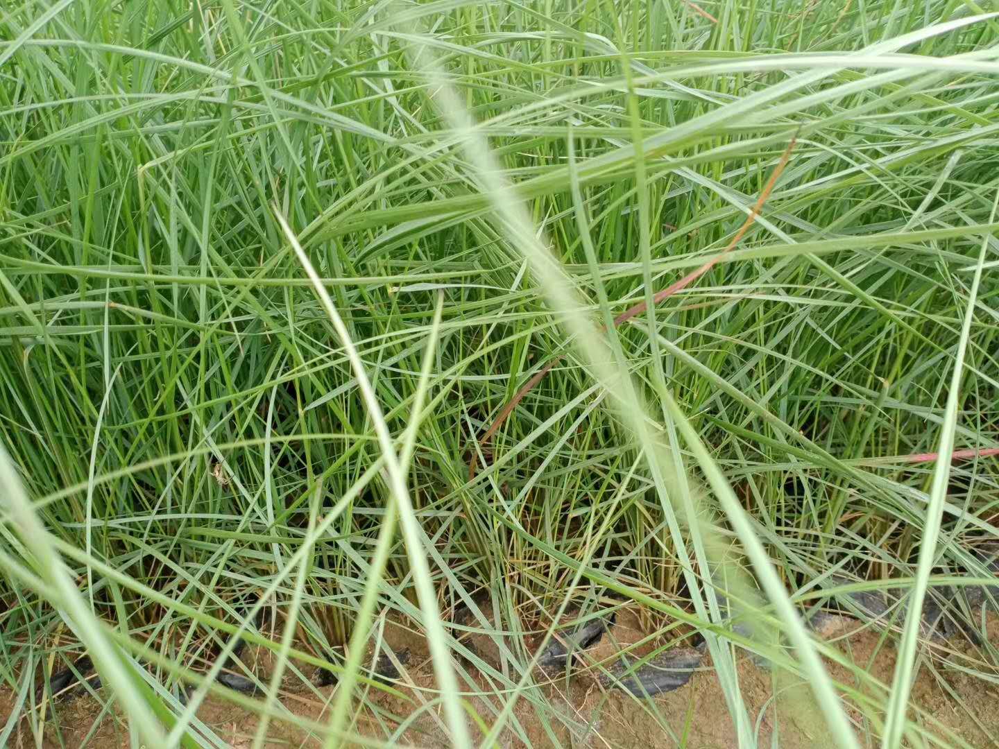 江西花海用粉黛乱子草价位