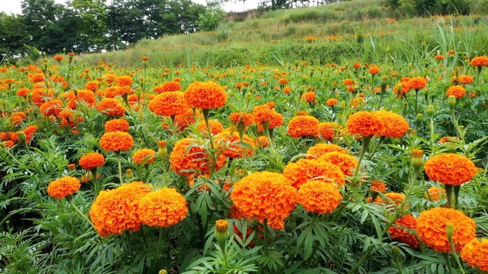 山西花卉万寿菊哪里卖