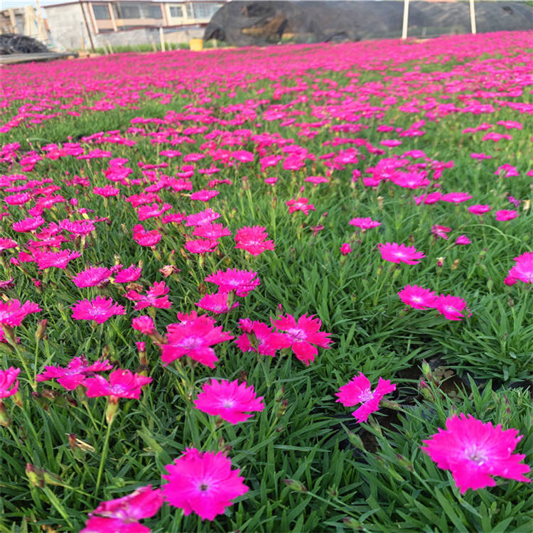 临朐欧石竹苗基地