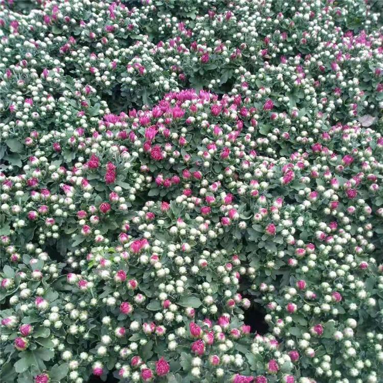 吉林千头菊种植基地