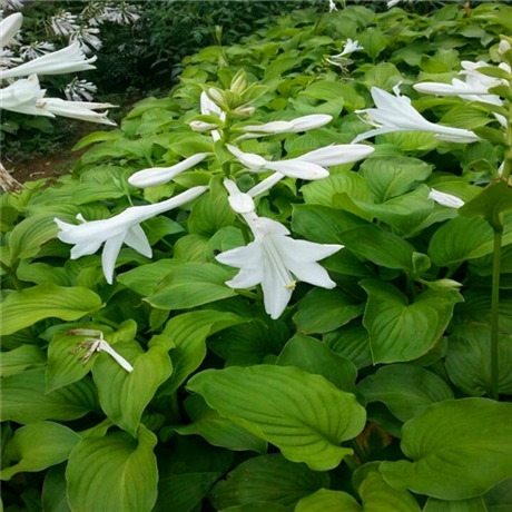 黄楼白花玉簪哪里有