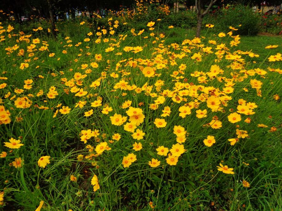 山东金鸡菊小苗培育基地