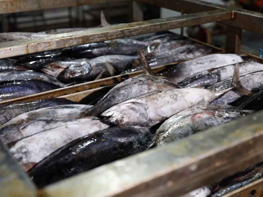 广东罐头鱼供货商,鱼罐头多少钱