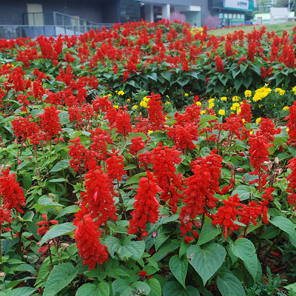 河北矮化一串红种植基地,一串红盘苗多少钱