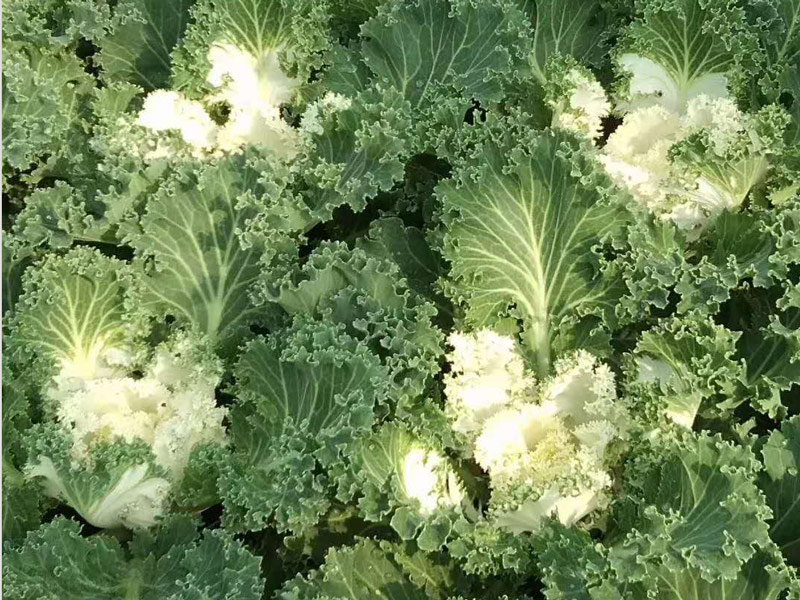 北京观赏用羽衣甘蓝培育