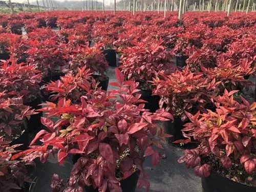 河北紅寶石南天竹批發商