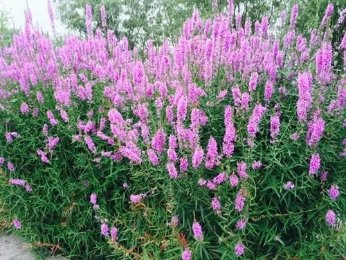 湖南地栽千屈菜批发商