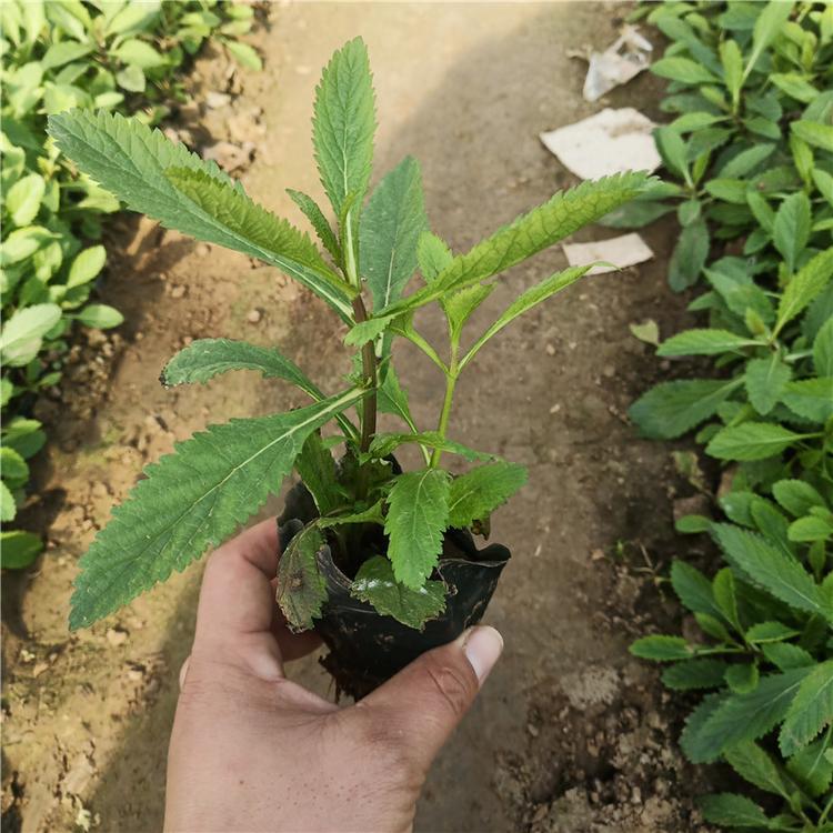 江苏马鞭草小苗基地直供