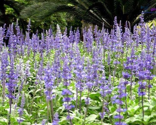 陕西鼠尾草幼苗基地,鼠尾草地栽苗批发商