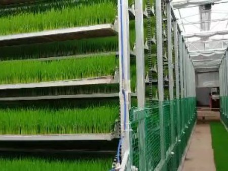 遼寧工廠化水稻育秧設備多少錢,水稻育秧機流水線多少錢一臺