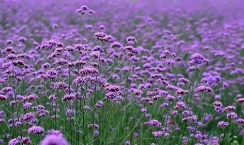 上海马鞭草花海基地