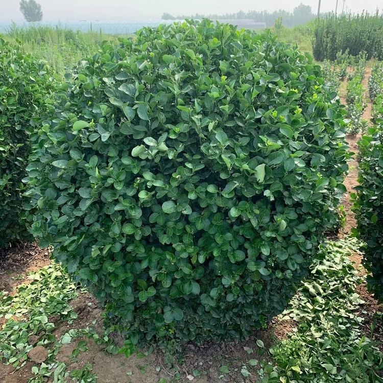 天津地栽冬青种植基地