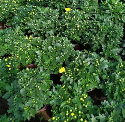 北京国庆菊小苗种植基地