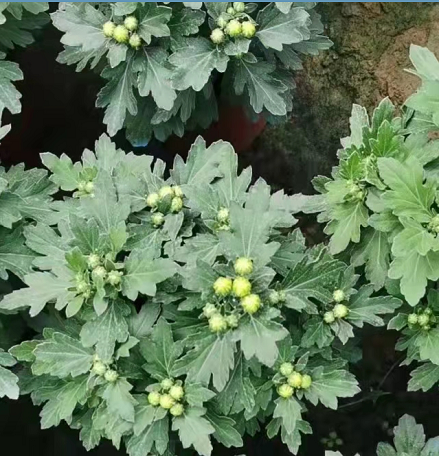 山西国庆菊杯苗种植基地