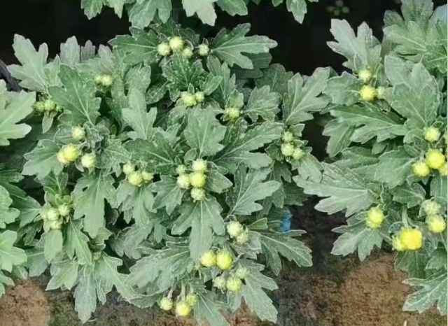 青岛绿化用国庆菊种植基地