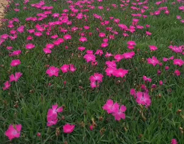 河南欧石竹小苗基地