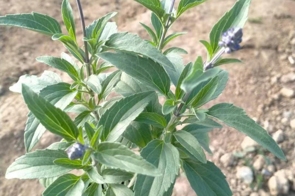 天津观赏用马鞭草价格