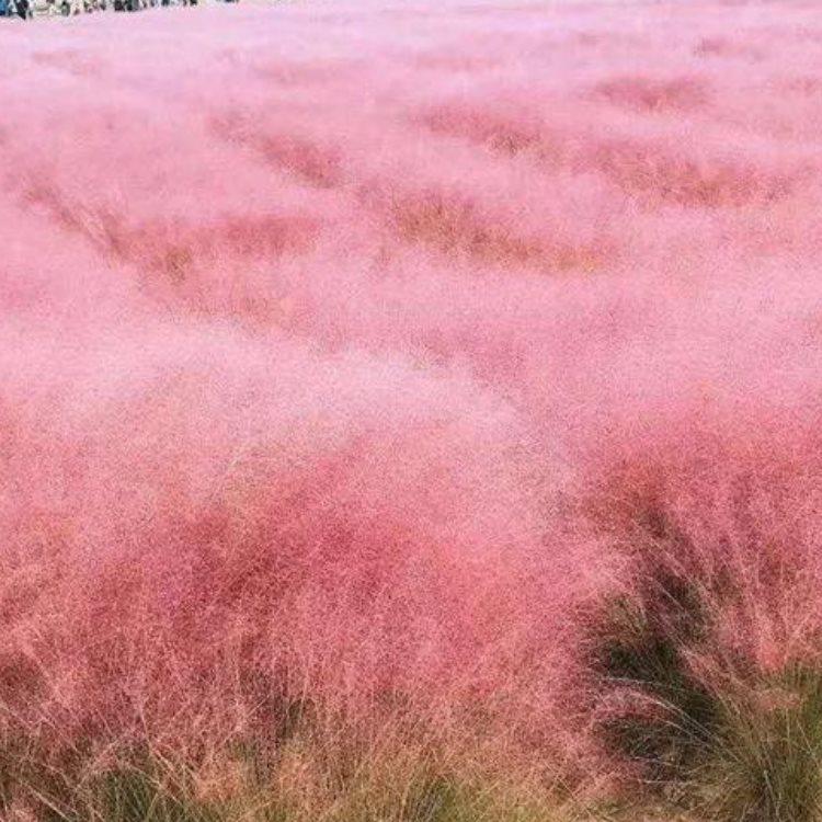 黑龙江绿化用粉黛乱子草种植基地