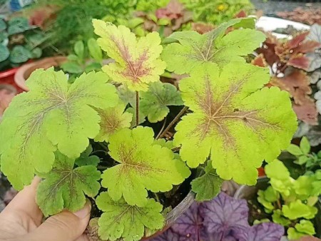 江苏工程用矾根供应商