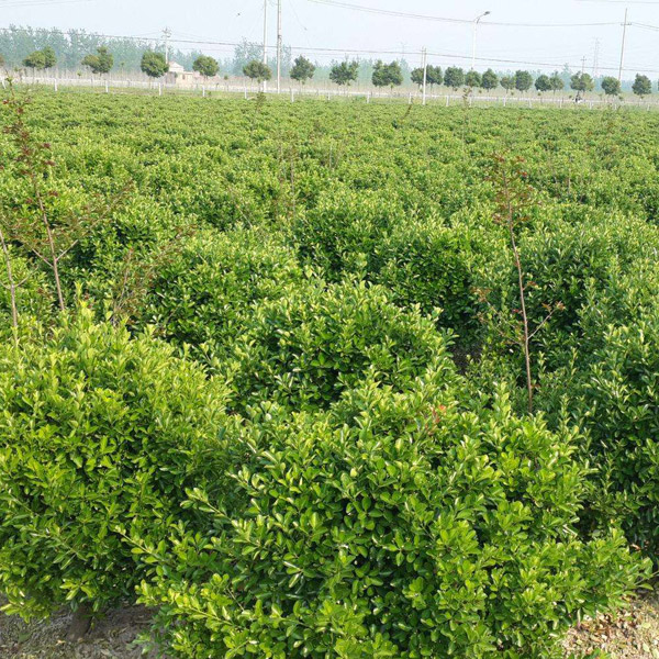 山东大叶黄杨小苗种植基地,大叶黄杨幼苗多少钱