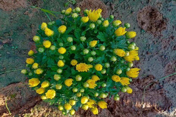 威海千头菊苗供应,千头菊小苗批发基地