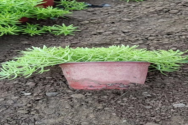 湖北金叶佛甲草苗供货商