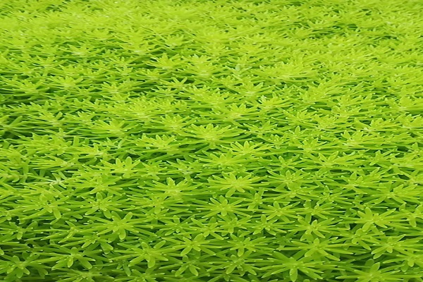 湖南金叶佛甲草幼苗批发