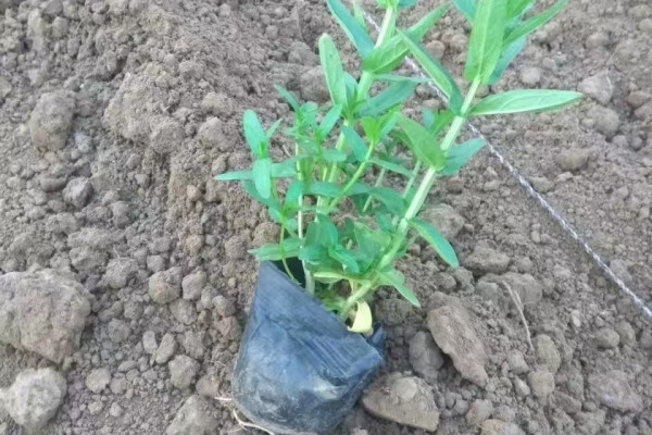 云南千屈菜種苗供貨基地