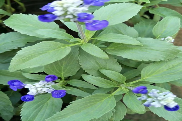 山东鼠尾草花苗种植基地