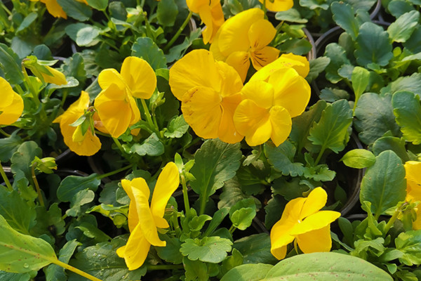 天津三色堇花苗培育基地