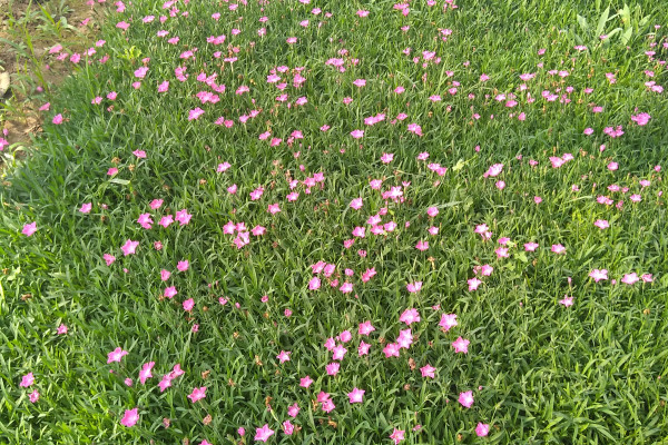 天津欧石竹培育基地