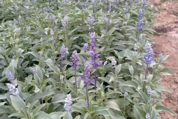 山东马鞭草杯苗种植基地