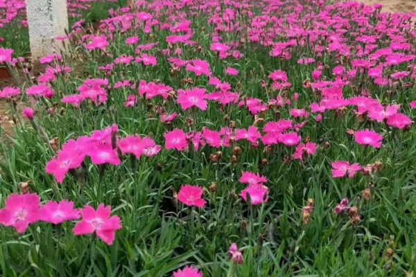 天津花海用欧石竹供货基地