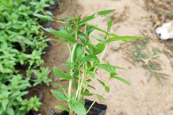 江苏千屈菜苗种植基地