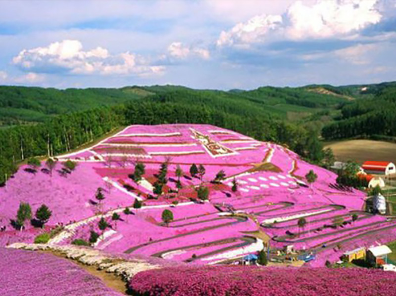 湖南芝櫻地栽苗供應商
