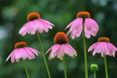 吉林松果菊幼苗种植基地