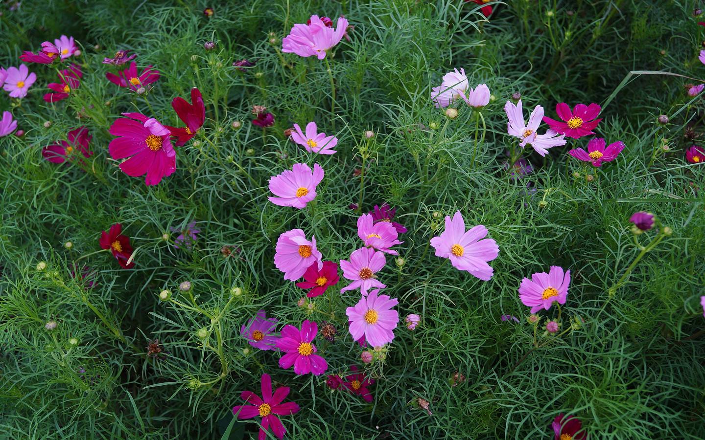 河北波斯菊观赏苗价格