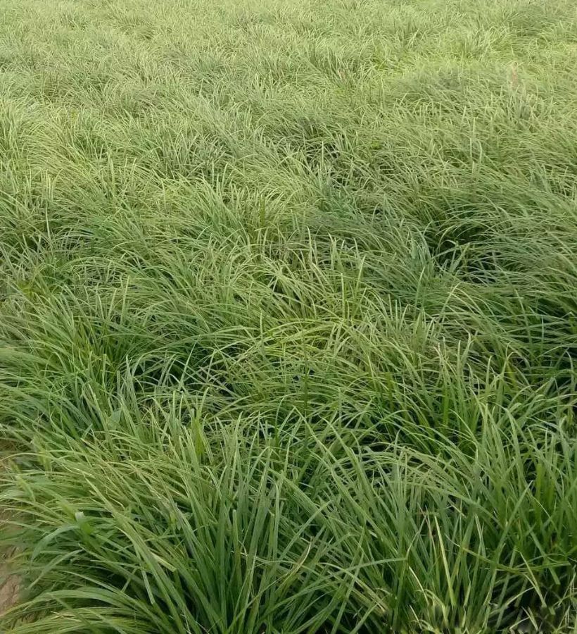 天津崂峪苔草绿化苗基地种植