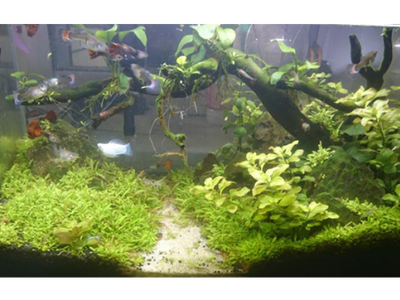 淮安市小型玻璃水族馆多少钱