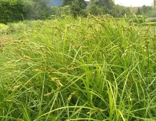 河北苔草盆栽苗供应商