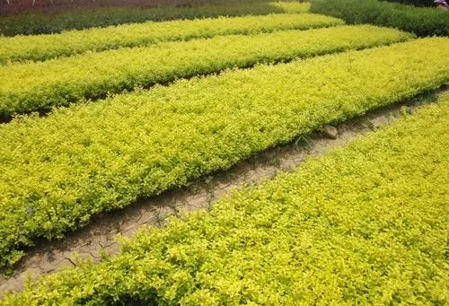 辽宁金叶女贞工程苗种植基地