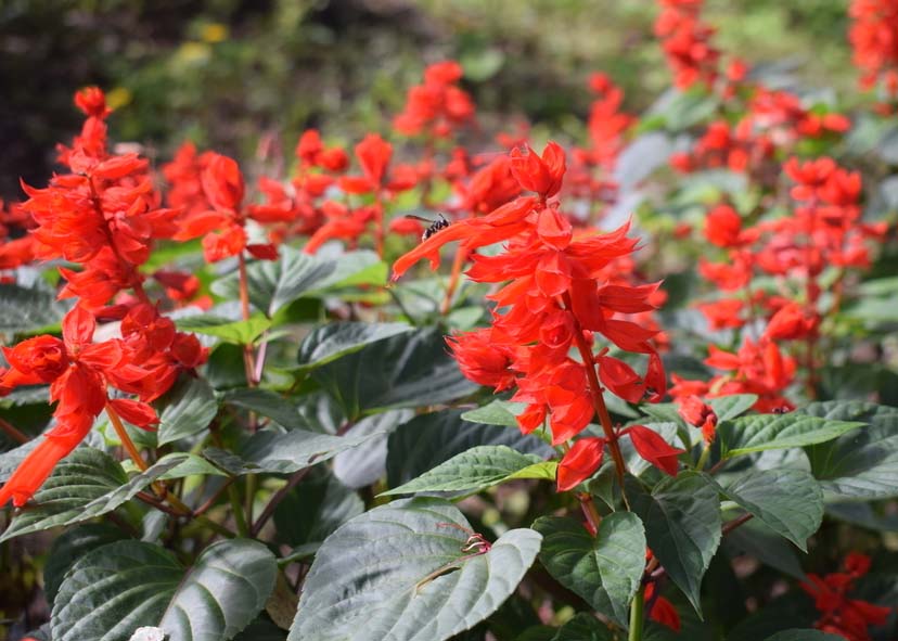 山东草花一串红报价,养殖一串红培育基地