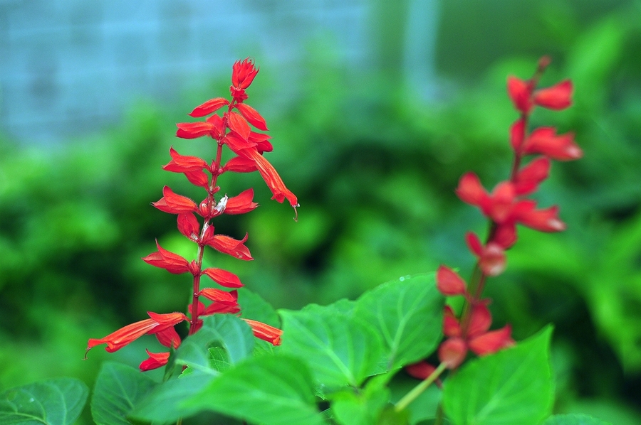 临沂一串红花苗销售