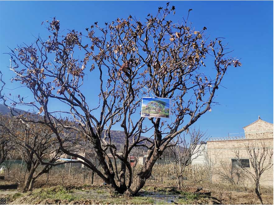 上海树型牡丹多少钱