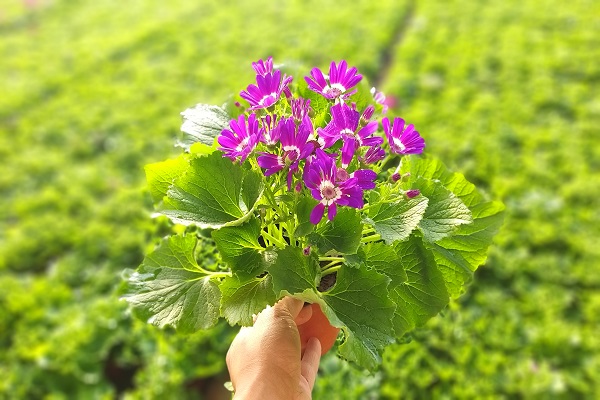 河北瓜叶菊小苗多少钱