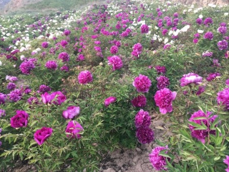 湖南树状牡丹种植基地,紫斑牡丹售价