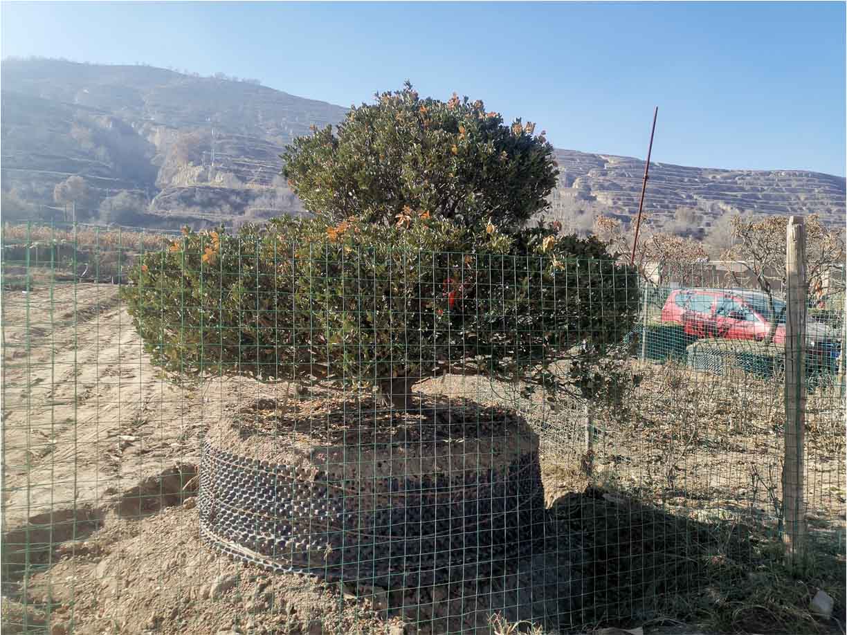 内蒙古树形牡丹种植基地