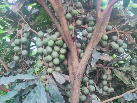 钦州一号夏威夷果苗种植基地