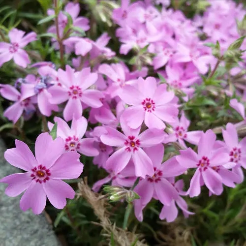 江苏芝樱幼苗哪家好