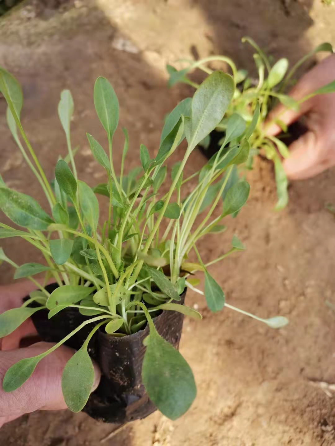 济南金鸡菊绿化苗价格